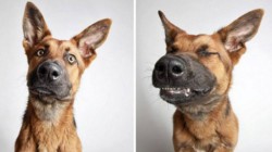 Shelter Puts Rescue Dogs In A Photo Booth To Get Them Adopted. The Results Speak For Themselves!