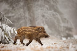 Wild boar