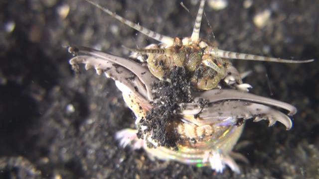 Bobbit Worm – Dinner time on Vimeo