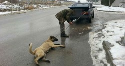Dog dragged behind vehicle in Ankara causes uproar on Turkish social media – Daily Sabah