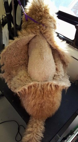 When you dont brush your poodle