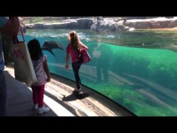 Little Girl and Sea Lion play tag. Sea Lion worried about Little Girl. ORIGINAL VIDEO – Yo ...