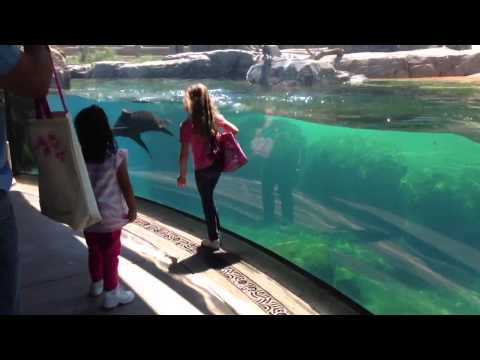 Little Girl and Sea Lion play tag. Sea Lion worried about Little Girl. ORIGINAL VIDEO – YouTube