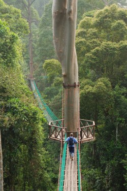 Rainforest Canopy Walkway – Borneo, Indonesia An extension to the Tree Top Canopy Walkway  ...