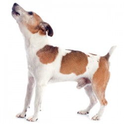 Solutions For Dog Barking | Animal Wellness Magazine