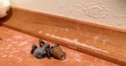 What Creeps Out Of This Dead Spider Will Crawl Into Your Nightmares
