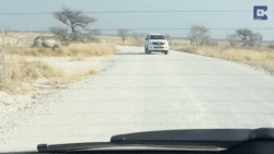 Rhino vs Landcruiser