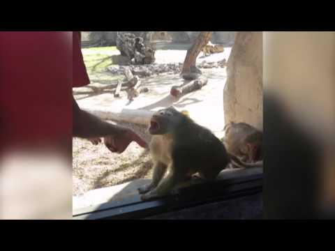 Baboon Is Amazed By Man’s Magic Trick – YouTube
