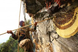 EWAO These Himalayan Bees Make Psychedelic Honey