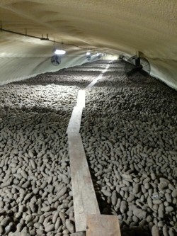 Potato Storage in Idaho.
