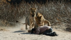 Prophet Charges Lion To Prove God’s Power, Nearly Killed, Saved By Game Rangers | The Southern D ...