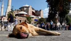 Why are Turkey’s dogs committing suicide? – Al-Monitor: the Pulse of the Middle East