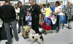 Airport sniffer dogs find cheese and sausages – but fail to spot drugs | World news | The Guardian
