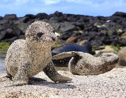 Sea Lion pups roll in sand to protect themselves from the sun