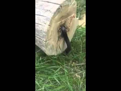 Guy cuts down tree, but there’s a surprise inside – YouTube