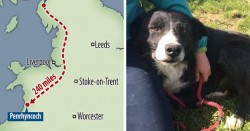 Homesick Dog Walks 240 Miles In 12 Days To See His Owner Again | Bored Panda