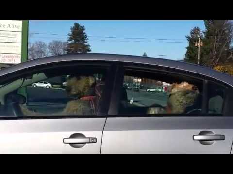 Impatient Pups Left Alone In Car Lay On The Horn For Their Owners’ Return – YouTube