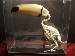 Toucan skeleton