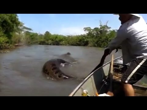 MAN GRABS GIANT SNAKE FROM THE WATER – YouTube