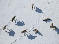 Yellowstone wolves