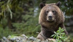 Panama Papers reveal that bears shit in the woods