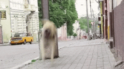 Some hardcore barkour