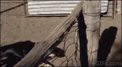 THAT’s one dedicated sheepdog!