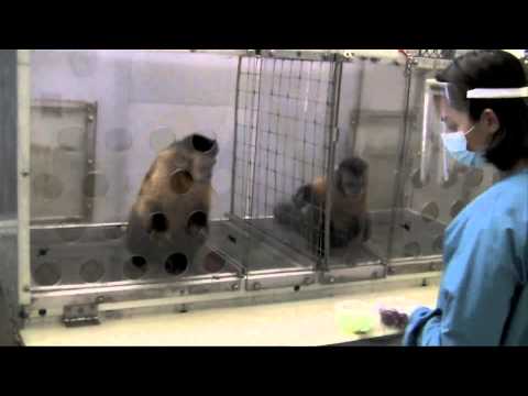 Two Monkeys Were Paid Unequally: Excerpt from Frans de Waal’s TED Talk – YouTube