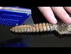 What’s inside a Rattlesnake Rattle? – YouTube