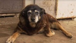 World’s ‘oldest dog’ Maggie dies peacefully, sleeping in her basket