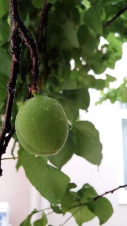 Apricots coming on nicely