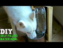 DIY Self Filling Water Bowl for Your Dog – YouTube