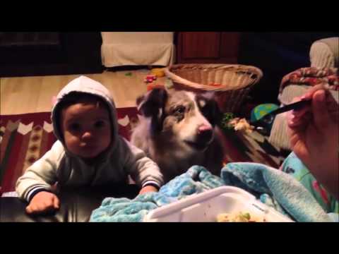 Dogs Says Mama – YouTube