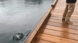 Humpback Whale surprise in Knudson Cove Marina﻿