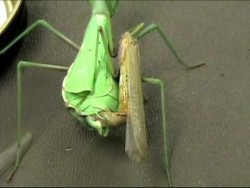 Praying mantis female decapitates male before mating – YouTube