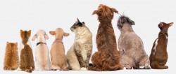 Top 10 Tip For Successful Dog Training | Animal Wellness Magazine