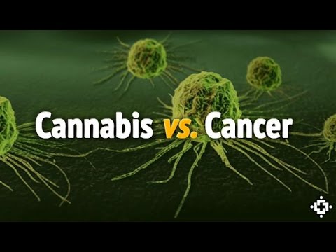 How and Why Does Cannabis Kill Cancer – The Science Explained – YouTube