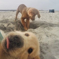 Cute photobomber