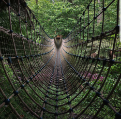 Suspension Bridge, in the Lost Gardens of Heligan, St Austell, Cornwall, UK﻿