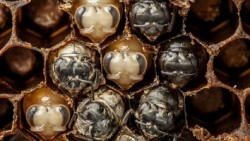 Amazing Time-Lapse: Bees Hatch Before Your Eyes