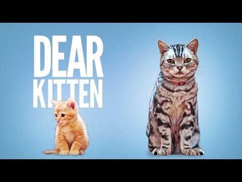 Dear Kitten – YouTube