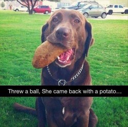 She’s a retriever, not a genius.