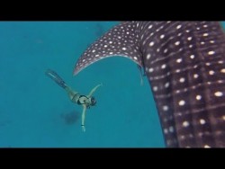 GoPro Awards: Ocean Ramsey and a Whale Shark – YouTube