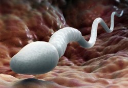 Study: Semen Is “Good For Women’s Health And Helps Fight Depression” ~ Organic And H ...