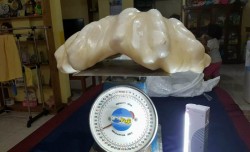 A Superstitious Fisherman Kept This $100 Million Pearl Under His Bed