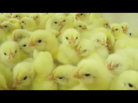 Animal Equality investigation in chicken hatcheries – YouTube