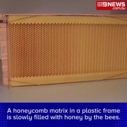 Flow Hive Bee Invention﻿