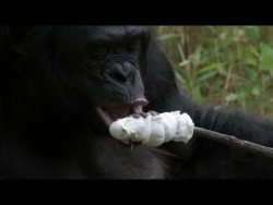 Bonobo builds a fire and toasts marshmallows – Monkey Planet: Preview – BBC One R ...