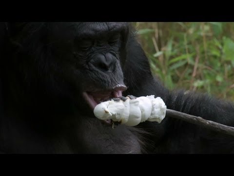 Bonobo builds a fire and toasts marshmallows – Monkey Planet: Preview – BBC One – YouTube