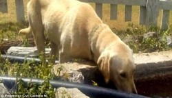 Boy lost in Mexican mountains is kept alive by Labrador who wouldn’t leave his side | Dail ...